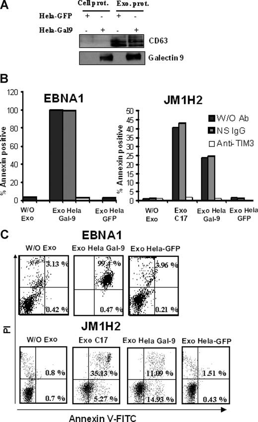 Figure 7. Exosomes from HeLa cells induce apoptosis in EBV-specific CD4+ T cells only when they contain galectin-9. (A) Purified exosomes released by transfected HeLa cells expressing either GFP or galectin-9 (l-isoform) were analyzed by Western blot. The first 2 lanes on the left contain total extracts from cells transfected with GFP and galectin-9 (Cell prot). Exosome proteins are analyzed in the next 2 lanes (Exo prot). CD63, which is barely detectable in total cell extracts, is much more abundant in purified exosomes. In contrast to CD63, galectin-9 is detected in exosomes only when these are derived from cells transfected with the galectin-9 gene. (B,C) There is no induction of apoptosis in CD4+ T cells (EBNA1 and JM1H2 clones) treated with control HeLa exosomes (Exo Hela-GFP). In contrast, treatment with galectin-9–positive exosomes induces apoptosis in a large majority of the EBNA1-specific CD4+ cells (Exo Hela Gal-9). For JM1H2 cells (specific for gp350), the rate of apoptosis induced by Hela galectin-9 exosomes amount to 60% of the rate observed with C17 exosomes at the same concentration. It is entirely prevented by preincubation of target cells with the anti–Tim-3 antibody. Flow cytometry graphs representative of some experiments summarized in panel B are displayed in panel C.