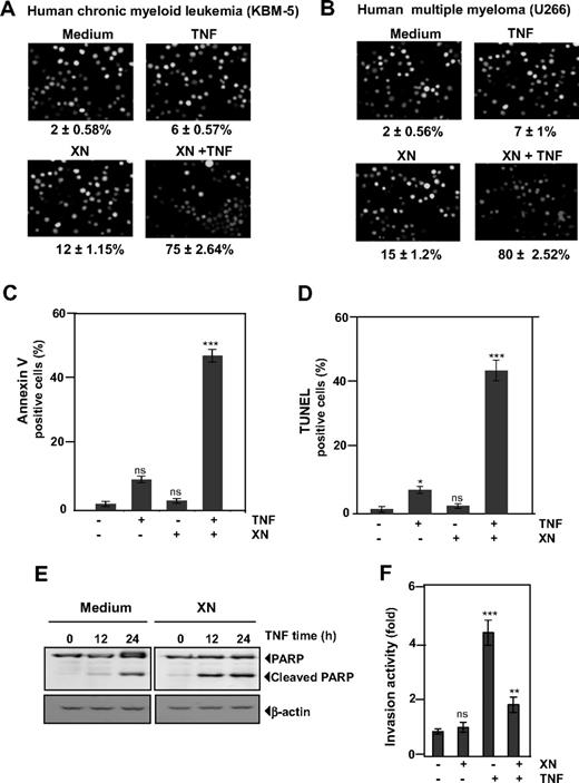 Figure 1. XN potentiates the TNF-induced apoptosis in chronic myeloid leukemia cells. (A) XN potentiates the TNF-induced apoptosis in chronic myeloid leukemia cell line KBM-5 as determined by live/dead assay. Cells (106/mL) were pretreated with 50 μM XN for 4 hours and then incubated with 1 nM TNF for 24 hours. The cells were stained with a live/dead assay reagent for 30 minutes and then analyzed under a fluorescence microscope. (B) XN increases TNF-induced apoptosis in human multiple myeloma U-266 cells as determined by live/dead assay. Cells (106/mL) were pretreated with 50 μM XN for 4 hours and then incubated with 1 nM TNF for 24 hours. The cells were stained with a live/dead assay reagent for 30 minutes and then analyzed under a fluorescence microscope. (C) XN potentiates TNF-induced apoptosis in KBM-5 cells as determined by annexin V assay. Cells (106/mL) were pretreated with 50 μM XN for 4 hours and then incubated with 1 nM TNF for 6 hours. The cells were incubated with a fluorescein isothiocyanate-conjugated annexin V antibody and then analyzed using flow cytometry. (D) XN potentiates TNF-induced apoptosis in KBM-5 cells as determined using a TUNEL assay. Cells (106/mL) were pretreated with 50 μM XN for 4 hours and then incubated with 1 nM TNF for 12 hours. The cells were stained for TUNEL-positive cells and then analyzed using flow cytometry. (E) XN potentiates TNF-induced apoptosis in KBM-5 cells as determined by caspase-3 activation. Cells (106/mL) were pretreated with 50 μM XN for 4 hours and then incubated with 1 nM TNF for the indicated times. Whole-cell extracts were prepared and analyzed using Western blotting with an anti-PARP antibody. (F) XN suppresses TNF-induced tumor-cell invasion. H1299 cells (2.5 × 104 cells/mL) were seeded in the top chamber of a Matrigel invasion chamber system overnight in the absence of serum and then treated with 50 μM XN. After incubation, the cells were treated with TNF in the presence of 1% serum and then assayed for invasion. The results are expressed as the fold activity of the untreated control.
