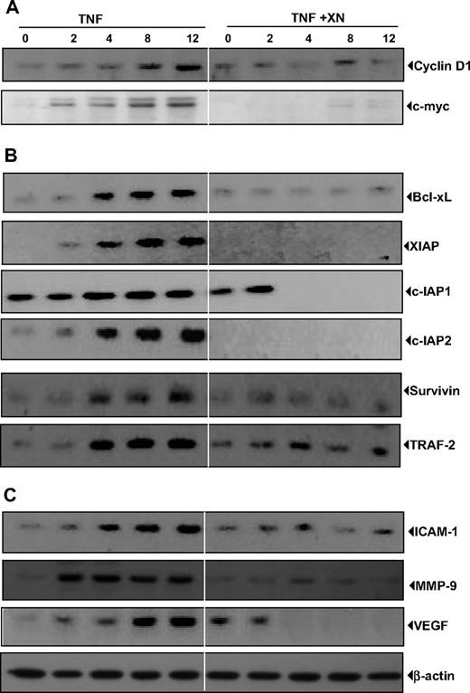 Figure 2. XN down-regulates the TNF-induced gene products linked to proliferation, apoptosis, and invasion of chronic myeloid leukemia cells. (A) XN suppresses the TNF-induced expression of proliferative proteins. KBM-5 cells were incubated with 50 μM XN for 4 hours and then treated with 1 nM TNF for the indicated times. Whole-cell extracts were prepared and analyzed by Western blotting with the indicated antibodies. (B) XN inhibits the expression of TNF-induced antiapoptotic proteins. KBM-5 cells were incubated with 50 μM XN for 4 hours and then treated with 1 nM TNF for the indicated times. Whole-cell extracts were prepared and analyzed by Western blotting with relevant antibodies. (C) XN inhibits the expression of TNF-induced metastatic proteins. KBM-5 cells were incubated with 50 μM XN for 4 hours and then treated with 1 nM TNF for the indicated times. Whole-cell extracts were prepared and analyzed by Western blotting with relevant antibodies.