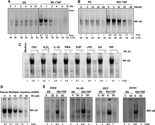Figure 3. XN down-regulates the TNF-induced NF-κB activation induced by different agents and in different cell lines. (A) Time-dependent effect of XN on TNF-induced NF-κB activation. KBM-5 cells were preincubated with 50 μM XN for the indicated times and then treated with 0.1 nM TNF for 30 minutes. Nuclear extracts were prepared and assayed for NF-κB activation using EMSA. The fold activation of NF-κB and cell viability (CV) are shown at the bottom. (B) Dose-dependent effect of XN on TNF-induced NF-κB activation. KBM-5 cells were incubated with XN at the indicated concentrations for 4 hours and treated with 0.1 nM TNF for 30 minutes. Nuclear extracts were assayed for NF-κB activation using EMSA. The fold activation of NF-κB and cell viability (CV) are shown at the bottom. (C) XN inhibits NF-κB activation induced by CSC, H2O2, IL-1β, PMA, epidermal growth factor (EGF), LPS, okadaic acid (OA), and TNF. KBM-5 cells were preincubated with 50 μM XN for 4 hours and then treated with 0.1 nM TNF for 30 minutes, 500 nM okadaic acid for 4 hours, 250 μM/mL H2O2 for 2 hours, 25 ng/mL PMA for 2 hours, and 10 μg/mL LPS, 10 μg/mL CSC, and 100 nM IL-1β for 1 hour each. Nuclear extracts were analyzed for NF-κB activation using EMSA. The fold activation of NF-κB is shown at the bottom. (D) Effect of XN on constitutive NF-κB activation. Multiple myeloma U266 cells were incubated with XN at the indicated concentrations for 4 hours. Nuclear extracts were prepared and analyzed for NF-κB activation by EMSA. The fold activation of NF-κB is shown at the bottom. (E) Effect of XN on TNF induced NF-κB activation in other types of leukemia cells. K562, HL-60, U937, and Jurkat cells were incubated with XN at the indicated concentrations for 4 hours and treated with 0.1 nM TNF for 30 minutes. Nuclear extracts were assayed for NF-κB activation using EMSA.