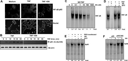Figure 5. XN down-regulates the TNF-induced NF-κB activation through modification of p65 subunit of NF-κB. (A) XN inhibits TNF-induced nuclear translocation of p65 assayed by immunocytochemical analysis. KBM-5 cells were first treated with 50 μM XN for 4 hours at 37°C and then exposed to 0.1 nM TNF for 15 minutes. After cytospinning, immunocytochemical analysis was performed as described. (B) XN inhibits TNF-induced phosphorylation of p65. KBM-5 cells were either left untreated or pretreated with 50 μM XN for 4 hours at 37°C and then treated with 0.1 nM TNF for the indicated times. Cell extracts were prepared and analyzed by Western blotting with phosphospecific p65 antibodies. Cell extracts blotted with an anti–β-actin antibody were used as loading controls. (C) XN directly inhibits p65 binding to DNA. Nuclear extracts (NE) were prepared from KBM-5 cells treated with 0.1 nM TNF for 30 minutes, incubated with XN at indicated concentrations for 30 minutes, and EMSA was performed. (D) Reversal of XN-induced suppression of DNA binding in whole cells by DTT. Nuclear extracts were prepared from untreated KBM-5 cells or cells treated with 0.1 nM TNF for 30 minutes, incubated with 50 μM XN for 30 minutes in the presence or absence of 100 μM DTT, and then assayed for NF-κB binding to DNA by EMSA. (E) DTT reverses XN-induced suppression of DNA binding of recombinant p65 and inhibits XN-mediated suppression of recombinant p65 in vitro in A293 cells. Nuclear extracts from A293 cells transfected with p65 plasmid were incubated with 50 μM XN with or without 100 μM DTT for 30 minutes and then assayed for NF-κB binding to DNA by EMSA. (F) XN has no effect on DNA binding of p65 mutated at Cys-38 position. A293 cells were transfected with wild-type p65 and mutated p65C38S in vitro nuclear extracts were prepared and EMSA was performed.