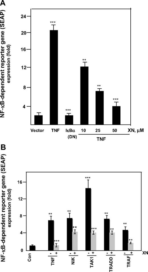 Figure 6. XN down-regulates the NF-κB reporter activity induced by TNF and TNF-signaling components. (A) XN inhibits TNF-induced NF-κB–dependent reporter gene (SEAP) expression. A293 cells were transiently transfected with an NF-κB–containing plasmid linked with the SEAP gene. Cells were treated with XN for 4 hours at the indicated concentrations followed by 1 nM TNF for 24 hours, cell supernatants were collected and assayed for SEAP activity. The results are expressed as the fold activity over the activity of the vector control. DN indicates dominant-negative. (B) XN inhibits NF-κB–dependent reporter gene expression induced by TNF, NIK, TAK1, TRADD, and TRAF-2. A293 cells were transiently transfected with the indicated plasmids along with an NF-κB–containing plasmid linked with the SEAP gene for 24 hours. After medium change, cells were treated with XN (50 μM) for 4 hours. Where indicated, cells were exposed to 1 nM TNF for 24 hours. Cell supernatants were assayed for SEAP activity. The results are expressed as the fold activity over the activity of the vector control.