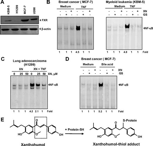 Figure 7. XN down-regulates the TNF-induced NF-κB activation through FXR-independent mechanism. (A) Expression of the FXR receptor in various cell types. Whole-cell extracts were prepared and analyzed by Western blotting with an anti-FXR antibody. (B) XN and guggulsterone (GS) inhibit TNF-induced NF-κB expression in both MCF-7 and KBM-5 cells. Cells were pretreated with either 50 μM XN for 4 hours or 50 μM GS for 4 hours and then incubated with 0.1 nM TNF. Nuclear extracts were prepared and EMSA was performed. (C) Effect of XN on TNF-induced NF-κB expression in FXR-negative H1299 cells. Cells were pretreated with 50 μM XN for 4 hours and then incubated with 0.1 nM TNF. Nuclear extracts were prepared and EMSA was performed. (D) XN and GS inhibit bile acid induced NF-κB expression in MCF-7 cells. Cells were pretreated with either 50 μM XN for 4 hours or 50 μM GS for 4 hours and then incubated with 250 μM bile acids for 3 hours. Nuclear extracts were prepared and EMSA was performed. (E) The chemical structure of XN, an FXR ligand. A schematic representation of XN′s interaction with thiol group is also shown.