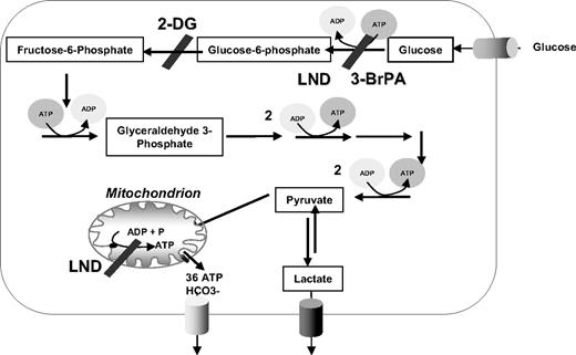 Figure 2. Schematic representation of glucose metabolism in mammalian cells. Glycolytic inhibitors used in this study are indicated as 2-DG, 3-BrPA, and LND.