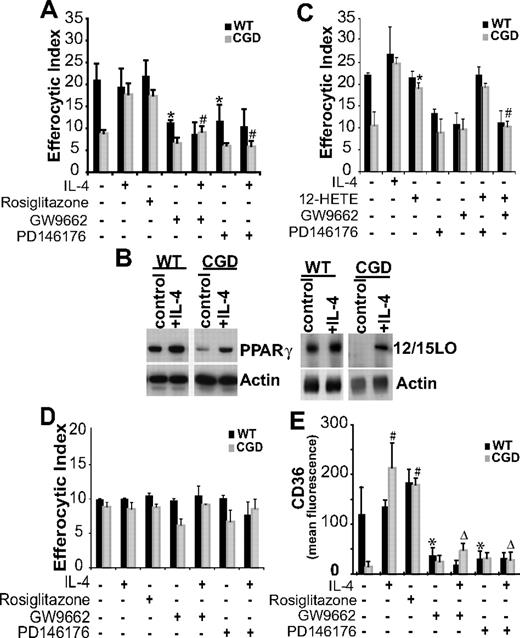Figure 5. IL-4 enhances efferocytosis of X-CGD RPMØs via 12/15-LO–dependent PPARγ activation. (A) RPMØs were treated either with IL-4, rosiglitazone, GW9662, or PD146176 for 20 hours after which efferocytosis assays were performed as in “Efferocytosis assay.” Data represent means plus or minus SEM; N = 6 experiments. * indicates P value less than or equal to .01 compared with untreated WT; #, P value less than or equal to .005 compared with IL-4–treated X-CGD. (B) RPMØs, either untreated or treated with 10 ng/mL IL-4 for 20 hours, were analyzed for protein expression by Western blot. (C) RPMØs were treated for 20 hours with either IL-4, 12-HETE, GW9662, or PD146176 or combinations as indicated before efferocytosis assays were performed. Data represent means plus or minus SEM; N = 5 experiments. *P ≤ .005 compared with untreated X-CGD; #P ≤ .005 compared with 12-HETE–treated X-CGD. (D) Assay was performed as in panel A, except that IgG-opsonized Jurkat T cells were used as targets. Data represent means plus or minus SEM; N = 3 experiments. (E) RPMØs were plated for 24 hours and then treated for 20 hours as indicated in panel A, lifted from the plate, fixed, stained, and analyzed by flow cytometry for CD36. Data represent means plus or minus SEM; N = 3 experiments. *P ≤ .01 compared with untreated WT; #P ≤ .005 compared with untreated X-CGD; and ΔP ≤ .005 compared with IL-4–treated X-CGD. Significant differences demonstrated in Figures 1–2 were maintained but not designated for clarity.