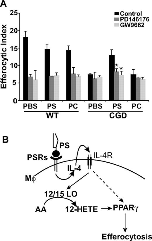 Figure 7. 12/15-LO and PPARγ are downstream effectors of the PS-dependent enhancement of X-CGD MØ efferocytosis. (A) PBS, PS, or PC liposomes were injected intraperitoneally for 24 hours and RPMØs plated ex vivo for 24 hours in the presence or absence of either GW9662 or PD146176 before efferocytosis assays were performed. Data represent means plus or minus SEM; N = 3 experiments.*P ≤ .005 compared with PS-treated X-CGD. Significant differences demonstrated in Figure 6 were maintained but not designated for clarity. (B) Model: PS-dependent enhancement of efferocytosis is mediated by IL-4–dependent PPARγ activation and production of PPARγ activation ligands by 12/15-LO.