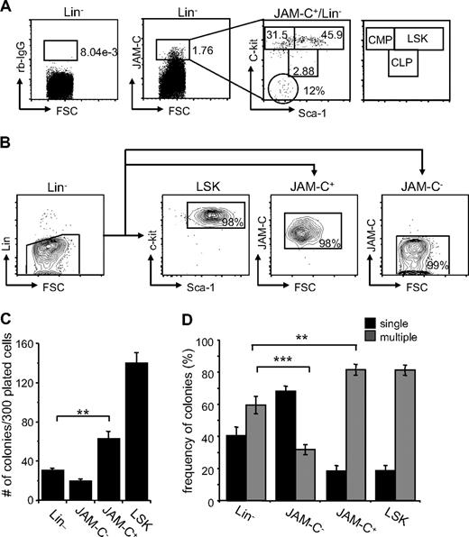 Figure 2. Colony formation potential of JAM-C–expressing BM cells. (A) BM cells were stained with anti-lineage cocktail (anti-CD3ϵ, anti-B220, anti-CD11b, anti–Gr-1, and anti-Ter119), anti–Sca-1, anti–c-Kit, and anti–JAM-C. Subsequently, the Lin− cells were sorted into populations lacking JAM-C expression (JAM-C−), expressing JAM-C (JAM-C+), or expressing Sca-1 and c-Kit (LSK). Numbers indicate the percentage of cells in each gate after the sort. Shown is a representative FACS sort profile. (B) JAM-C+Lin− cells were gated and analyzed for expression of c-Kit and Sca-1, which are differentially expressed on hematopoietic progenitors (shown in the far right panel). Staining with control rabbit serum IgG is shown on the left of the dot plot. Numbers indicate the percentage of cells in each gate. (C) Lin−, JAM-C−, JAM-C+, and LSK cells were sorted from BM at a density of one cell per well into 96-well plates containing IMDM with mSCF, mIL-3, mIL-6, and hEPO. After 10 days of culture, the number of colonies was determined. Data represents mean number of colonies plus or minus SEM that grew in a total of 300 wells in 4 independent experiments. (D) Lin−, JAM-C−, JAM-C+, and LSK cells were sorted from BM for analysis of in vitro colony-forming ability. A total of 1000 Lin− and JAM-C− cells or 200 JAM-C+ and LSK cells were plated in methylcellulose containing mSCF, mIL-3, mIL-6, and hEPO. After 10 days, colonies were assigned scores for the presence of colonies containing single lineages (■) or multiple lineages (■). Data represent mean plus or minus SEM on duplicate plates of 4 independent experiments. Significances are shown on the graph. **P ≤ .01; ***P ≤ .001.
