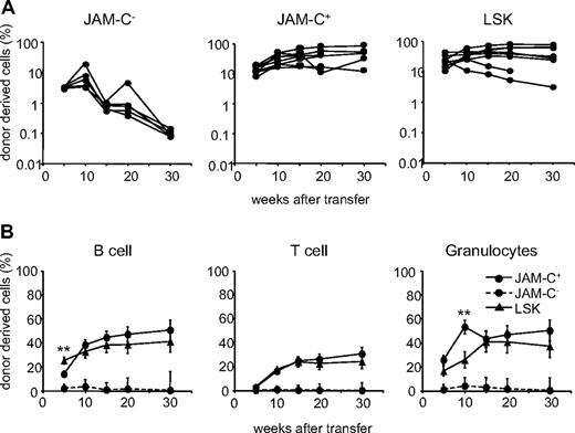 Figure 3. Reconstitution potential of JAM-C+ BM cells. (A) A total of 500 JAM-C−, JAM-C+, and LSK cells were sorted from the BM of C57BL6 donor mice and injected intravenously into lethally irradiated BL6/SJL recipients along with 2 × 105 host-type BM cells for rescue. Peripheral blood was stained with anti-CD45.2 for identification of donor progeny and shown as the frequency of donor-derived cells after transfer. Each line represents the frequency of donor-derived cells in a single mouse. The experiment was repeated 3 times with an average of 5 animals per group. (B) The presence of donor-derived cells within the different blood cell lineages was determined by gating on B220+ (B cells), CD3ϵ+ (T cells), or CD11b+/Gr-1+ (granulocytes) prior to the assessment of the frequency of CD45.2+ cells, LSK cells (▴), JAM-C+ (—●—), and JAM-C− (- - -●- - -). Shown is the average of all mice of 3 independent experiments with an average of 5 animals per group that showed reconstitution above background level as determined by analysis of B6/SJL mice that did not receive transplants (≥ 0.4% B220+, and > 0% CD3+ and CD11b/Gr-1+). Significances are shown on the graph. **P ≤ .01.