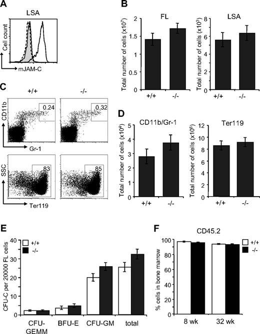 Figure 6. Characterization of hematopoietic lineages and progenitors in E14.5 FL. (A) JAM-C expression on E14.5 FL-derived hematopoietic progenitors of wild-type (black histogram line) and homozygous embryos (hatched histogram line) measured by flow cytometry (LSA). Shown is a representative histogram with rabbit serum IgG (filled gray histogram) as control. (B) Total number of cells in E14.5 FL (left plot) and hematopoietic progenitors (LSA cells, right plot) of wild type (n = 12) and homozygous (n = 11) embryos. (C) Frequencies of the different hematopoietic lineages in E14.5 FL of wild-type and homozygous embryos were measured by flow cytometry with antibodies against Gr-1 and CD11b (myeloid lineage) and Ter119 (erythroid lineage). (D) Total number of myeloid and erythroid cells in E14.5 FL of wild-type and homozygous embryos. Shown are representative FACS profiles; the numbers on the plots indicate the frequency of cells in the indicated regions. Bar graphs indicate mean plus or minus SE. (E) Colony-forming ability of E14.5 FL cells derived from wild-type (n = 12) and homozygous (n = 11) embryos cultured in methylcellulose containing mSCF, mIL-3, mIL-6, and hEPO. After 10 days in culture, colonies were assigned scores for the presence of CFU-GEMM, BFU-E, and CFU-GM. Data represent mean plus or minus SE of duplicate plates. (F) Frequency of CD45.2+ donor-derived BM cells 8 and 32 weeks old after the transfer of 2 × 106 FL cells derived from wild-type and homozygous embryos (n = 4 in each group) into lethally irradiated BL6 hosts. Data represent mean plus or minus SE.