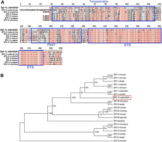 Figure 1. Spi-1l is a new SPI family member. (A) Alignment of Spi-1l and its closest homologous SPI-1/PU.1 proteins. Identical and similar amino acids are indicated in red. Blue boxes identify the different SPI protein domains. (B) Phylogenetic analysis of SPI family members based on the ETS DNA binding domain. GenBank GI (or accession) numbers: human SPI-1 4507175, mouse SPI-1 6755473, cayman SPI-1 8745406, chicken SPI-1 2369863, skate SPI-1 11245497, zebrafish SPI-1 AF321099, cichlid SPI-1 8745412, zebrafish Spi-1l EU685253, human SPI-B 36562, monkey SPI-B AF025395, mouse SPI-B 2586116, cayman SPI-B 8745407, Xenopus SPI-B 8745409, skate SPI-D 11245499, lamprey SPI 8745404, human SPI-C BC032317, Xenopus SPI-C BC077851, cichlid SPI-C 8745414, skate SPI-C 11245501, mouse SPI-C 6755618, and human EFL5 4557551. The phylogenetic tree is built using the neighbor joining method. Length of horizontal branches is proportional to the evolutionary distance between the protein molecules. The value at each node represents the probability that that branch length is not zero. This tree indicates that Spi-1l is most related to SPI-1 of all the SPI family members.