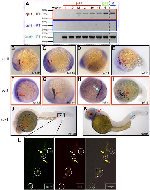 Figure 2. Embryonic expression of spi-1l mRNA. (A) Spi-1l expression analysis by RT-PCR. −cDNA lane is a negative control in which cDNA was not added to the PCR. Lanes indicated with hours after fertilization (HPF) and days after fertilization (DPF) represent different developmental stages. K indicates adult kidney. −RT is a control reaction without the reverse-transcriptase enzyme added to the RT-PCR. β actin is used as a loading control. A dashed black line between the DPF and K lanes has been inserted to indicate a repositioned gel lane. (B-K) Whole-mount in situ hybridization analysis of spi-1l and pu.1 expression. The probe used is indicated to the left of the panels and the embryo's age marked by hours after fertilization (hpf). The embryos are oriented with anterior to the left and dorsal up. Red arrows point to the A-LPM region and blue arrows point to the P-LPM or PBI/CHT regions. All panels (B-K) except panels D and H show lateral views of embryos. (D,H) Posterior view of the same embryo as in panels C and G, respectively. Expression of spi-1l (B,C,E) and pu.1 (F,G,I) in the A-LPM. (D) spi-1l expression is absent in the P-LPM in contrast with pu.1, which is expressed in this region (H). (J) Expression of spi-1l throughout the yolk and in the posterior blood island (PBI). (K) Expression of spi-1l in the vessels of the eye and in the caudal hematopoietic tissue (CHT). (L) Single confocal section image at 28 hpf of fluorescent double in situ hybridization of spi-1l (green) and pu.1 (red). Right panel shows the merged image. Approximate region of the embryo scanned for the fluorescent double in situ hybridization is represented by the box in panel J. Hatched white circles indicate cells coexpressing spi-1l and pu.1 and yellow arrows indicate cells expressing only spi-1.