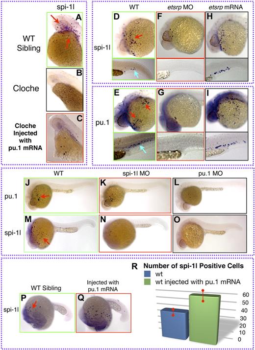 Figure 4. Regulation of spi-1l expression. (A-C) Lateral view of the yolk (YK) region at 36 hpf of cloche wild-type sibling, cloche, and injected cloche embryo, respectively. (A) Expression of spi-1l in a wild-type sibling from a cloche intercross. (B) Expression of spi-1l is absent in cloche mutant embryo. (C) Partial rescue of spi-1l expression in cloche mutant injected with pu.1 mRNA. (D-Q) Lateral view of embryos. Probes for genes, morpholino, and mRNA used are as indicated. Red and blue arrows indicate mRNA expression on the YK and in the CHT regions, respectively, of wild-type embryo. (D-I) Etsrp as an upstream component of spi-1l and pu.1. (D) There are 87 plus or minus 14 spi-1l cells and (E) 106 plus or minus 14 pu.1 cells expressed in control uninjected embryos at 28 hpf. Etsrp morphants lack spi-1l (F) and pu.1 (E) expression. Ectopic etsrp mRNA expression causes increase in the number of spi-1l cells to 114 plus or minus 27 (H), and pu.1 cells to 152 plus or minus 30 (I). (J-O) Lateral view of spi-1l and pu.1 morphants at 28 hpf. Wild-type expression of pu.1 (J) and spi-1l (M) in control uninjected embryos. (K) Expression of pu.1 is unaffected in spi-1l morphants. (L) As a control, expression of pu.1 is lost in pu.1 morphants. (N) As a control, expression of spi-1l is severely reduced in spi-1l morphants. (O) Expression of spi-1l is nearly absent in pu.1 morphants. (P) Wild-type expression of spi-1l at 22 hpf. (Q) Wild-type embryo injected with pu.1 mRNA has increased number of spi-1l–expressing cells. (R) Graph demonstrating the increase in the number of spi-1l–positive cells in pu.1-injected embryos compared with wild-type siblings. We determined that the number of spi-1l–positive cells was 59 plus or minus 9 in the injected embryos compared with 37 plus or minus 4 in uninjected siblings. A total of 30 embryos from 3 independent experiments were counted for each condition.