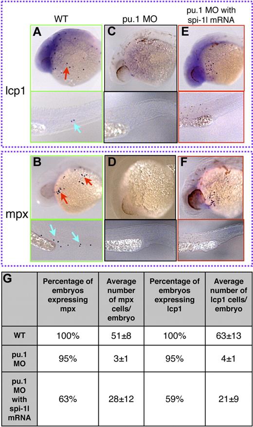 Figure 5. Ectopic expression of spi-1l mRNA restores myeloid markers in pu.1 morphants. (A-F) Lateral view of 26-hpf embryos. Probes for genes, morpholino, and injection mixture used are as indicated. Red and blue arrows indicate mRNA expression in the YK region and the CHT, respectively. Wild-type expression of lcp1 (A) and mpx (B) in uninjected embryos. Spi-1 MO eliminates lcp1 (C) and mpx (D) expression. Embryos coinjected with pu.1 MO and spi-1l mRNA recover some lcp1 (E) and mpx (F) expression. (G) Table demonstrating percentage of embryos and the number of cells per embryo expressing mpx and lcp1 in wild-type, pu.1 MO, and embryos coinjected with spi-1l mRNA and pu.1 MO.
