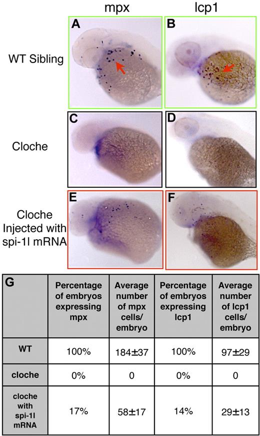 Figure 6. Ectopic expression of spi-1l mRNA is sufficient to rescue myeloid markers in cloche mutants. (A-F) Lateral view of the yolk (YK) region of embryos from a heterozygous cloche intercross at 36 hpf. Probes for genes, embryo genotype, and mRNA injected are as indicated. Red arrows indicate mRNA expression in the YK region of a wild-type sibling from a cloche intercross. Wild-type sibling of cloche mutants express mpx (A) and lcp1 (B). Cloche mutant embryos lack expression of mpx (C) and lcp1 (D). Cloche embryos injected with spi-1l mRNA partially recover mpx (E) and lcp1 (F) expression. (G) Table demonstrating percentage and number of cells per embryo of cloche wild-type sibling, cloche mutant, and cloche mutant embryos injected with spi-1l mRNA, expressing mpx and lcp1.