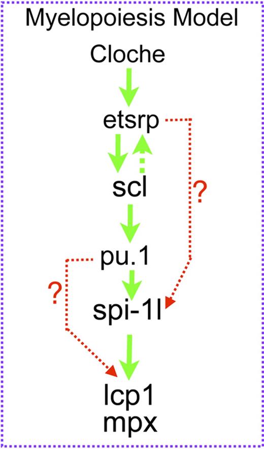 Figure 7. Function of spi-1l in myelopoiesis. Proposed model of spi-1l function during myelopoiesis. Spi-1l functions downstream of cloche, etsrp, and pu.1 and is regulated by these transcription factors. Spi-1l is necessary and sufficient for mpx and lcp1 expression. At this time, we cannot differentiate whether spi-1l activates mpx and lcp1 expression together or sequentially with spi-1.
