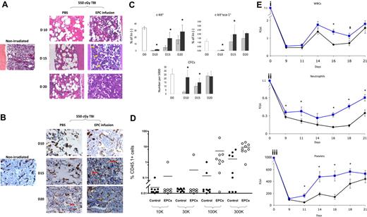 Figure 1. EPC infusions accelerate the recovery of BM sinusoidal vessels, BM cellularity, HSC regeneration, and mature blood counts. (A) EPC infusion for 5 days accelerates recovery of BM cellularity following total body irradiation. BM cross-sections (× 400) are shown from a normal BALB/c mouse and from BALB/c mice following 550 cGy TBI and treatment with PBS or EPCs for 5 days (“Methods”). BM hypocellularity and BM vasculature disruption were more pronounced in the PBS treatment group at all time points. Recovery of megakaryocytes (yellow arrows) occurred earlier in mice that received EPCs (day 15) compared with controls. (B) EPC infusions accelerate the recovery of BM sinusoidal vessels following TBI. Expression of MECA-32 was examined in BM sections from normal and irradiated BALB/c mice. BM from a normal mouse demonstrated narrow sinusoidal vessels (brown). Overt disruption of BM vasculature was evident in irradiated, PBS-treated mice at days 10 and 15 as compared with normal mice. Preservation of sinusoidal vessels (day 10) and assembly of nascent vessels (day 15; red arrows) was evident earlier in the EPC-treated mice compared with PBS-treated mice (day 20). The BM vasculature in EPC-treated mice approached normal appearance by day 20. (C) EPC infusions augment the recovery of phenotypic BM hematopoietic progenitor cells in irradiated mice. EPC-treated mice (■) demonstrated significantly increased percentages of BM c-kit+lin− progenitors (top left) at days 10, 15, and 20 following 550 cGy irradiation (P = .004, P = .004, and P = .04, respectively) and BM KSL cells at days 10 and 15 after irradiation (right; P = .02 and P = .04) compared with controls (▩). The numbers of BM CFCs were also significantly increased at days 10 and 15 in EPC-treated mice compared with controls (bottom; P = .001 and P = .003). Data represent the mean plus SD of n = 6 experiments. *P < .05 for difference between EPC-treated mice and controls. (D) The scatterplot shows the percentage of CD45.1+ donor cell engraftment in the PB of CD45.2+ mice that received transplants of limiting doses of CD45.1+ BM cells collected at day 20 from mice irradiated with 700 cGy TBI followed by PBS treatments (control) or mice irradiated identically and then infused with EPCs. Mice that received transplants of BM cells from EPC-treated donors (□) demonstrated significantly higher donor CD45.1+ cell repopulation at 12 weeks after transplantation than mice that received transplants of BM from PBS-treated mice (■). Each dot represents a mouse that underwent transplantation (n = 76 mice). Donor BM cell doses transplanted per mouse are shown at the bottom of the figure. All mice received transplants of 105 host BM cells for competition. Lines represent the mean levels of CD45.1+ cell engraftment in each group. (Ei) EPC-treated mice (blue line) demonstrated earlier recovery of WBCs compared with controls (black line). *P = .006 and P = .04 for difference in WBCs between EPC-treated mice and controls at days 16 and 18. (Eii) EPC-treated mice also demonstrated increased neutrophil counts compared with controls. *P = .04, P = .04, P < .001, P < .001, and P = .002 for differences between EPC-treated mice and controls at days 9, 11, 16, 18, and 21. (Eiii) Platelet recovery was also significantly accelerated in EPC-treated mice compared with controls. *P = .007, P = .006, P = .002, and P = .03 for differences between EPC-treated mice and controls at days 11, 14, 16, and 18. Data represent the means plus SEM of n = 10 to 12 mice PB samples per time point.