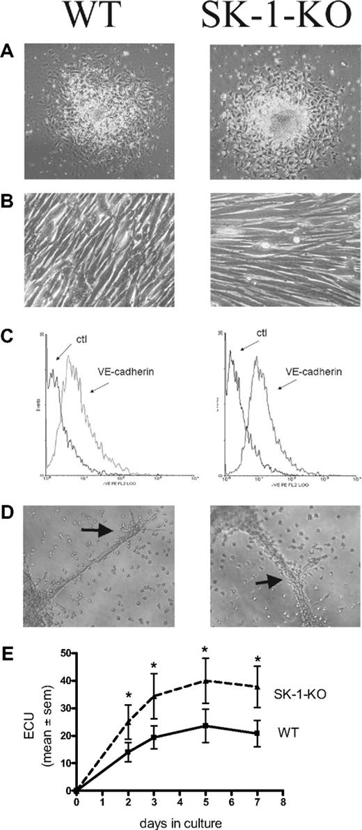 Figure 1. Cultured mBM cells exhibit EC-like morphology and function. Cultured BM cells were seeded onto fibronectin-coated plated plates in CS-FCS–containing media. (A) The ECU formed from WT and SK-1-KO cells within 24 hours of plating. (B) Cells harvested at day 7 after seeding were replated and within 24 hours formed compact EC-like monolayers. (C) Cells were harvested after 10 days and stained for expression of the endothelial-specific marker, VE-cadherin. Ctl indicates an isotype-matched control. Expression was analyzed by flow cytometry. (D) Ten-day cultured BM cells were seeded onto Matrigel at 4 × 104 cells/well. Tube formation was monitored periodically with images depicting tube formation 30 hours after seeding. Classic branching patterns protruding from large tube-like structures (arrows) can be seen. Results are representatives of at least 3 separate experiments. (E) ECU generated by WT and SK-1-KO BM cells on fibronectin were counted at times specified as “days in culture.” Results show the mean plus or minus SEM of 5 separate mice. *P < .05 compared with WT, 1-way analysis of variance.