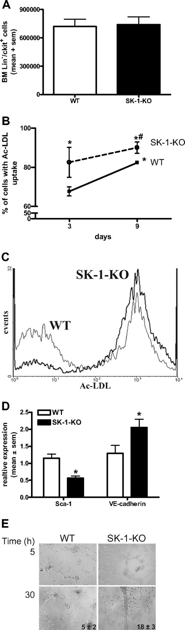 Figure 4. Depletion of SK-1 promotes EC maturation. (A) BM was harvested from WT and SK-1-KO mice, the Lin−/c-kit+ cells isolated by magnetic sorting. Results show the mean plus or minus SEM isolated from 6.5 × 107 cells per group from 3 separate experiments. (B) BM cells from WT and SK-1-KO mice (solid and broken lines, respectively) were examined for their ability to take up Ac-LDL at days 3 and 9 after seeding. Results show the mean plus or minus SEM of the percentage uptake. *P < .05, compared with WT day 3. #P < .05, compared with WT day 10, 1-way analysis of variance. (C) Flow cytometric analysis of Ac-LDL uptake by WT (thin line) and SK-1-KO (thick line) BM cells after 3 days of culture from a representative of 3 experiments performed. (D) WT and SK-1-KO mBM cells (□ and ■, respectively) were harvested for Sca-1 surface expression and VE-cadherin mRNA expression analysis by flow cytometry and quantitative RT-PCR, respectively. Messenger RNA results are normalized to their PPIA gene. Data are expressed as mean plus or minus SEM from 3 separate experiments for Sca-1 surface expression (at day 7 after seeding) and VE-cadherin mRNA levels (at day 10 after seeding). *P < .05, compared with WT levels on day of harvest. (E) Six-day cultured BM cells were seeded into Matrigel. Images depict tube formation after 5 and 30 hours and are representative of 5 separate experiments. Inset numbers reflect mean plus or minus SEM of total tubes formed at 30 hours from 5 experiments.