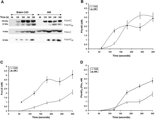 Figure 4. Factor V activation and inactivation. (A) Representative immunoblots for fV cleavage products identified in consecutive 60-second bleeding time blood samples separated on a 5% to 15% linear gradient SDS-PAGE gel under reducing conditions from a stable CAD patient and a patient with AMI. The products identified include fVa-HC, fV-HC cleaved by thrombin (fVa-HC97) fVa-LC, and fVa-HC 30-kDa fragment produced by activated protein C. (B) FVa-HC production is presented as a function of time for the stable CAD patient population (▵) and the AMI patient population (▴). Data are plotted as the means plus or minus SEM. (C) FVa-LC production for the 2 patient populations are presented as a function of time. Data are plotted as mean plus or minus SEM for the AMI population (n = 28, ▴) and the CAD population (n = 28, ▵). (D) Time course of presentation of the 30-kDa fragment of fVa-HC is presented for the AMI cohort (▴) and the CAD cohort (▵). Each data point represents the entire cohort (n = 28) in each case and are plotted as the mean plus or minus SEM.
