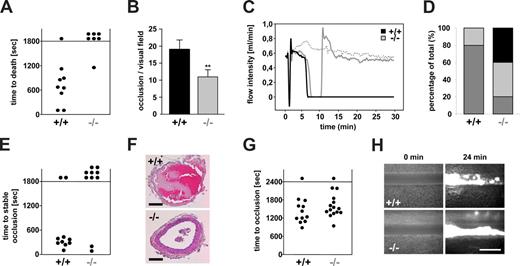 Figure 3. Reduced thrombus stability of Orai1−/− platelets in vivo. (A,B) Lethal pulmonary embolization after injection of collagen and epinephrine in anesthetized wild-type (+/+) and Orai1−/− (−/−) mice. (A) Time to death through asphyxia. Each symbol represents one individual. (B) Occluded arteries in the harvested lungs per visual field. **P < .01. (C-F) Mechanical injury of the abdominal aorta of wild-type (+/+) and Orai1−/− (−/−) mice was performed and blood flow was monitored with a Doppler flowmeter. Representative flow measurements (C), percentage distribution of irreversible occlusion (), unstable occlusion () and no occlusion (■) (D), time to final occlusion (each symbol represents one individual) (E), and representative cross-sections of the aorta 30 minutes after injury (F) are shown. Bars represent 100 μm. (G,H) FeCl3-induced chemical injury of small mesenteric arteries from wild-type (+/+) and Orai1−/− (−/−) chimeras. (G) Time to occlusion. Each dot represents one individual. (H) Representative fluorescent images before and 24 minutes after injury. Bar represents 50 μm.
