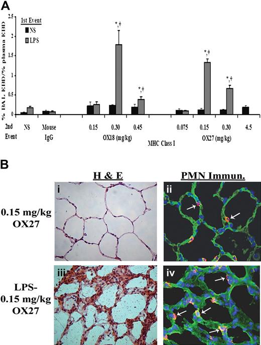 Figure 4. MHC class I Abs cause ALI in a 2-event in vivo model. (A) Rats were injected with either NS or LPS intraperitoneally 2 hours prior to transfusion and then infused with mouse IgG (0.3 mg/kg, control) or MHC class I Abs (0.075-4.5 mg/kg OX18 or OX27), followed by Evans blue dye (EBD), which binds to albumin. Rats were humanely killed 6 hours after transfusion, a BAL was performed, and ALI was measured as the percentage of EBD leak into the BAL from the plasma (% BAL EBD/% plasma EBD, y-axis), which is depicted as a function of the treatment group (x-axis). Rats that were treated with NS (■) did not evidence significant EBD leak for any treatment group including rats transfused with 4.5 mg/kg OX27. In addition, rats injected with LPS () and infused with mouse IgG did not demonstrate EBD leak, compared with the LPS/NS controls, and neither did LPS-treated rats infused with 0.15 mg/kg OX18 or 0.075 mg/kg OX27. However, rats injected with LPS then infused with 0.30 to 0.45 mg/kg OX18 and 0.15 to 0.30 mg/kg OX27 had a significant amount of lung injury compared with LPS/NS and LPS/mouse IgG (*P < .05 from LPS/NS; †P < .05 from LPS/mouse IgG, n = 4). (B) Rats were injected with saline (NS) or LPS 2 hours prior to the infusion of 0.15 mg/kg OX27. After completion of the experimental protocol, the rats were humanely killed, and the lungs were snap-frozen and fixed, embedded in paraffin, and sectioned. All images were shot at 40×, and the sections were stained with H&E (i,iii) or immunohistochemistry was performed (ii,iv) to localize rat PMNs (red) and to demonstrate the pulmonary parenchyma by staining the membranes green (WGA linked to Cy-3) and the nuclei blue (bis-benzamide). Rat lungs from animal injected with NS and then infused with OX27 demonstrated normal pulmonary histology without evidence of ALI (i) with a few PMNs visible in the lung (arrow, ii). In contrast, in rats injected with LPS and then infused with OX27 there are obvious signs of ALI with pulmonary edema, hyaline membrane formation, and arcuate inflammation with PMNs (iii). The immunohistochemistry demonstrated widespread PMN infiltration throughout the lung parenchyma as shown by the red color further demarcated by the white arrows (iv; n = 2).