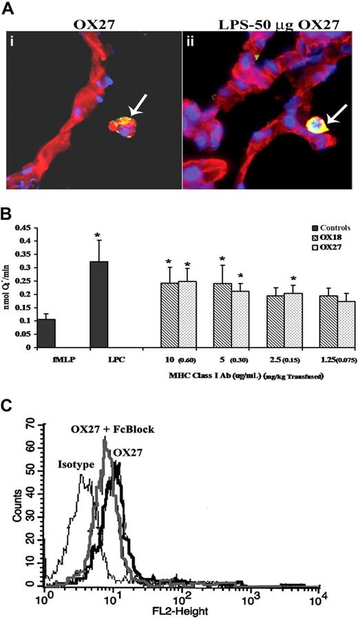 Figure 7. MHC class I Abs bind to the PMN, not the endothelium, and interact with antigens on the PMN surface. (A) Lungs were taken from rats injected with either NS (i) or LPS and infused with 0.15 mg/kg OX27 (ii) and snap frozen, fixed, and sectioned. The lung sections were stained with bis-benzamide (blue, a nuclear stain), WGA linked to Cy-3 (red, a membrane-specific stain) and probed with donkey anti–mouse antibody labeled with Alexa 488 (green). Lungs from rats injected with NS and infused with OX27 had OX27 on the PMN membrane as demonstrated by the colocalization (yellow) of the red membrane WGA and the green Alexa 488 antibody (i, arrow), with no colocalization on the endothelium. Moreover, when the rat was pretreated with LPS and transfused with OX27, which caused ALI, there is more intense colocalization of OX27 with the PMN membrane (arrow) with little to no antibody present on the endothelium or on the lung parenchyma (ii; n = 3). (B) Rat PMNs were isolated from whole blood and 3.5 × 105 PMNs used in each group. PMNs were incubated with 1.25 to 10 μg/mL (equal to 0.075-0.60 mg/kg antibody transfused; in parentheses next to in vitro dose) of either OX18 (▧) or OX27 () for 5 minutes and stimulated with fMLP, and the release of superoxide was measured (nmol O2−/minute). Both OX18 and OX27 caused significant priming (P < .05 from fMLP alone) at the higher concentrations (5-10 μg/mL), although only OX27 primed at 2.5 μg/mL; whereas neither Ab primed at 1.25 μg/mL (*P < .05 from fMLP alone, n = 5). (C) Rat PMNs were isolated and incubated for 10 minutes at 4°C with either buffer or Fc block (Fcγ receptor blocker; Accurate Chemical) followed by a 30-minute incubation at 4°C with PE-labeled OX27 and fixed with paraformaldehyde. PMNs incubated with fluorescent OX27 antibodies demonstrated an increase in mean fluorescent intensity compared with the PMNs incubated with the isotypic controls. The Fc block had little effect on the OX27-mediated fluorescent shift (n = 3).