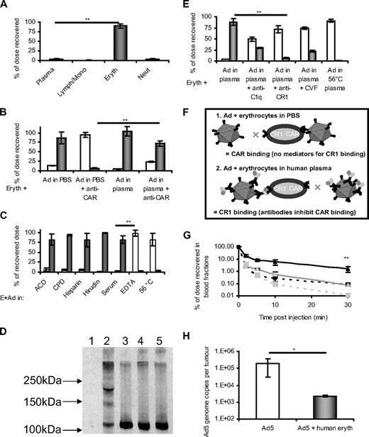Figure 2. Human plasma mediates binding of Ad5 to erythrocytes via the complement cascade and CR1. (A) Ad5 was incubated with whole fresh blood and cell fractionation using CPT vacutainers (BD Biosciences) and erythrocyte lysis was performed; the amount of Ad5 associated with each fraction was then quantified by quantitative PCR; N = 4 separate donors, SEM shown. **P < .005. (B) Erythrocytes were isolated and washed before resuspension in either PBS or neutralizing plasma. Erythrocytes were preincubated or not with anti-CAR antibody (RmcB) and then incubated with Ad5; after separation of the liquid (□) and cell fraction (■) by centrifugation, quantification was achieved by quantitative PCR; n = 4, SEM shown, **P < .005. (C) Erythrocytes were thoroughly washed in PBS and resuspended in a variety of plasmas. Ad5 was added and after incubation, the liquid (□) and erythrocyte (■) fractions were separated by centrifugation and analyzed by quantitative PCR for Ad5 genome content (see “Quantitation of Ad5 binding to erythrocytes by real-time (quantitative) PCR”); N = 4, SEM shown. **P < .005. (D) Western blot analysis using anti-C3 antibody was performed to detect the formation of covalent C3-Ad5 adducts: lane 1 indicates Ad5; lane 2, Ad5 + heparin plasma; lane 3, Ad5 + ethylenediaminetetraacetic acid plasma; lane 4, heparin plasma; lane 5, ethylenediaminetetraacetic acid plasma. (E) In human plasma, inhibitors of the binding of complement to CR1 inhibit the association of Ad5 with erythrocytes. Ad5 was added to erythrocytes in plasma in the presence or absence of antibodies against CR1 or C1q or to plasma that had been pretreated with CVF or heat treated to 56°C for 30 minutes. After fractionation of erythrocytes and plasma, Ad5 genome content of each fraction (□ represents plasma; ■, cells) was quantified by quantitative PCR; N = 4, SEM shown. **P < .005. (F) Schematic representing the binding of Ad5 to erythrocytes in PBS or plasma. In PBS, Ad5 binds erythrocytes via CAR but cannot bind via CR1 because of an absence of complement. In neutralizing plasma, Ad5 binds via CR1 but cannot bind to CAR because the epitopes of fiber protein responsible for such binding are covered by neutralizing antibodies. (G) The presence of human erythrocytes in NOD-SCID mice alters Ad5 circulation kinetics. Ad5 was administered intravenously to NOD-SCID mice transplanted with a 10% vol/vol total blood volume of washed human erythrocytes. At defined time points, blood was sampled, separated into plasma and cell fractions, and assayed for Ad5 content by quantitative PCR. Black line/triangle represents dose recovered from the cell fraction of mice treated with human erythrocytes; black dashed line/square, cell fraction from mice that did not receive human erythrocytes; gray line/triangle, plasma fraction from mice that received human erythrocytes; gray dashed line/square, plasma fraction from mice that did not receive human erythrocytes; N = 3, SD shown. **P < .005. (H) The presence of human erythrocytes in NOD-SCID mice inhibits deposition of an intravenously administered Ad5 dose within subcutaneous xenograft tumors. HT29 cells were implanted into NOD-SCID mice and allowed to establish. Mice were injected with Ad5 in the presence or absence of 10% (vol/vol) total blood volume of fresh washed human erythrocytes. After 24 hours, tumors were harvested and assessed for virus genome content. Grubbs outlier test was applied to remove statistical outliers, leaving N = 4, SD shown. *P < .05.