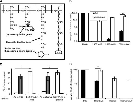 Figure 5. Polymer “stealthing” can prevent unwanted binding of Ad5 to human erythrocytes. (A) Representation of HPMA-EGF used to modify Ad5. (B) Comparison of normal and EGF-mediated infection in neutralizing plasma. Ad5 or EGF-P-Ad5 was incubated with dilutions of neutralizing antisera and then added to a monolayer of A431 cells; after 90 minutes, media was removed and washing performed in PBS; and after 24 hours, luciferase expression was analyzed. (C) Ad5 or EGF-P-Ad5 was incubated with washed erythrocytes suspended in PBS/1% BSA or whole fresh human plasma. After incubation, erythrocyte and liquid fractions were separated and assayed for Ad5 genome content as described in “Quantitation of Ad5 binding to erythrocytes by real-time (quantitative) PCR” (□ represents liquid fraction; ■, cell fraction). (D) Comparison of normal and EGF-mediated infection in presence of human erythrocytes. A431 cells were infected with Ad5 or EGF-P-Ad5 in the presence of a 1 in 5 dilution of erythrocytes suspended in PBS or plasma. After 90 minutes, media was removed and thorough washing in PBS performed; 24 hours later, luciferase expression was analyzed. ■ represent Ad5; □, EGF-P-Ad. (B-D) N = 4, SEM shown. **P < .005.