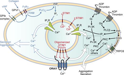 STIM1-Orai1–mediated Ca2+ entry is particularly important for platelet agonists acting via the ITAM motif and PLCγ2. All stimulatory platelet agonists elevate cytosolic Ca2+ as part of their activation mechanism. Two major routes exists: one utilizing the ITAM motif present on the FcRγ chain leading to activation of PLCγ2, the other utilized by G-protein–linked receptors activating PLCβ. Both produce inositol-1,4,5-trisphophate (IP3), which releases Ca2+ from intracellular stores via the IP3Rs. Store depletion causes Ca2+ to come off STIM1, allowing STIM1 to oligomerize and activate Orai1. Ca2+ entry via this pathway is particularly important for platelet activation during thrombus formation in vivo where ITAM engagement is necessary. For platelet activation via G-protein–linked receptors, the more rapid Ca2+ release from stores (and additionally Ca2+ entry from Orai1 and non-Orai1 channels such as TRPC6) may synergize with other messengers (such as PKC and PI-3K) to effect cell activation. Professional illustration by Kenneth X. Probst.