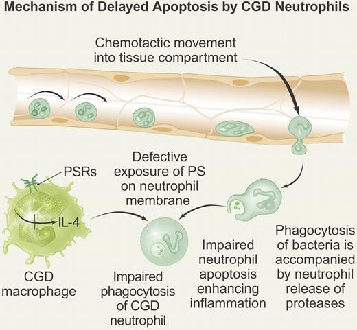 Mechanism of delayed CGD neutrophil apoptosis. CGD neutrophils undergo normal rolling and adhesion onto activated endothelium. The neutrophils then undergo diapedesis in response to chemotactic stimuli into tissue. The neutrophils are able to ingest bacteria but manifest impaired apoptosis accompanied by prolonged release of proteases into tissue from primary granules, thereby generating sterile inflammation. The CGD macrophage fails to ingest the CGD neutrophil because of reduced exposure of phosphatidylserine (PS) on the neutrophil membrane. In turn, the failure to express normal amounts of PS leads to failure to activate phosphatidylserine receptors (PSRs) on the CGD macrophage, leading to attenuated production of endogenous IL-4, a required cytokine necessary to initiate stimulus-response coupling required for macrophage activation. Professional illustration by Paulette Dennis.