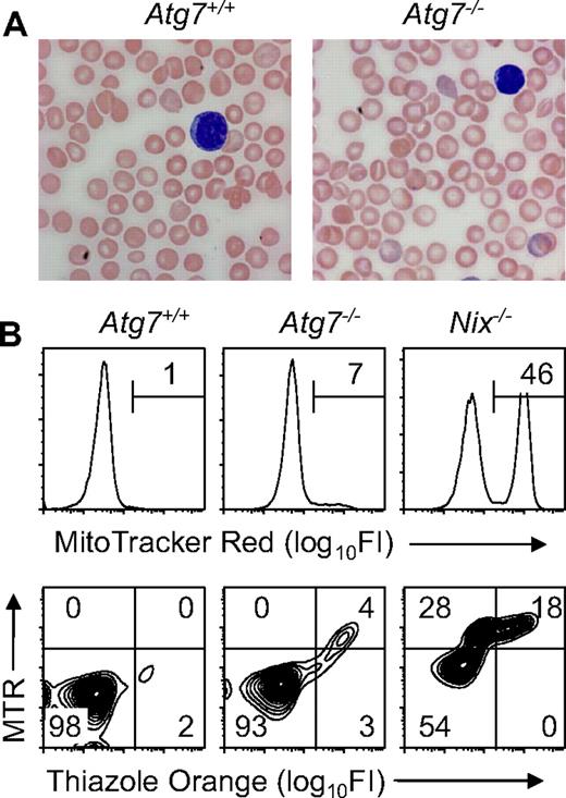 Figure 1. Mitochondrial clearance is preserved in unstressed Atg7−/− transplant recipients. (A) Blood smears from Atg7+/+ and Atg7−/− transplant recipients, stained with Wright-Giemsa (original magnification, ×1000). Note the increased central pallor of the Atg7−/− erythrocytes. (B) Flow cytometry of blood stained with MTR (top panels) or doubly stained with MTR and TO (bottom panels) from Atg7+/+ and Atg7−/− transplant recipients and Nix−/− mice.