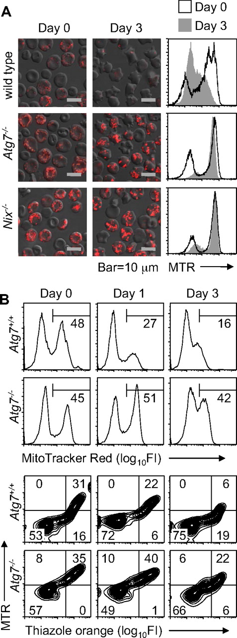 Figure 2. Mitochondrial clearance is impaired in Atg7−/− reticulocytes. (A) Immunofluorescence and flow cytometry of reticulocyte-enriched blood cultured for 3 days in vitro from wild-type and Nix−/− mice and Atg7−/− transplant recipients. The cells are stained with MTR. The black line in the histograms corresponds to day 0, and the shaded area to day 3. The scale is indicated at the bottom. (B) Flow cytometry of blood from phlebotomized mice stained with MTR (top panels) or doubly stained with MTR and TO (bottom panels). Mice were phlebotomized for 4 days. Thereafter, a small amount of blood (10 μL) was withdrawn on days 0, 1, and 3 for analysis. Day 0 was the day after the final day of phlebotomy. Genotypes are on the left.