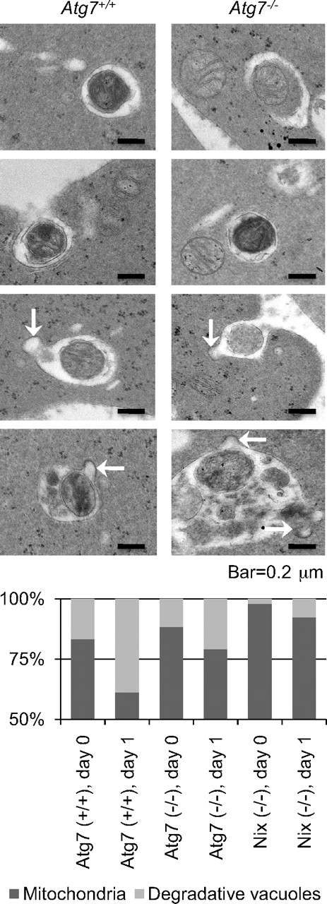 Figure 4. Atg7-independent mitochondrial clearance is mediated by degradative vacuoles. (Top) Ultrastructure of reticulocytes from Atg7+/+ and Atg7−/− transplant recipients cultured for 1 day. The scale is indicated at the bottom. (Bottom) Quantification of mitochondria and degradative vacuoles in cultured Atg7+/+, Atg7−/−, and Nix−/− reticulocytes expressed as a ratio. Fifty digital images containing 100 to 200 mitochondria and vacuoles per sample were quantified. Genotypes and days in culture are indicated at the bottom.