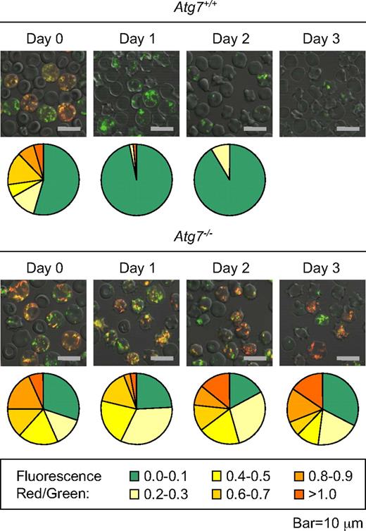 Figure 6. Mitochondrial depolarization is a consequence of autophagosome formation in reticulocytes. Immunofluorescence of reticulocyte-enriched blood from phlebotomized Atg7+/+ and Atg7−/− transplant recipients, cultured for 3 days, and doubly stained with MTG and TMRM. The mean immunofluorescence intensity per cell of all cells with mitochondria in a representative field was quantified in the red and green channels, and the ratio of the signals was determined. The higher the ratio, the greater the average mitochondrial polarization per cell. The proportion of cells within each range is represented by a chart below each picture (legend at the bottom). Approximately 50 to 100 cells were quantified per sample (field). Note that mitochondria in the Atg7−/− reticulocytes remain polarized, whereas mitochondria in Atg7+/+ reticulocytes do not. No quantification is provided for Atg7+/+ reticulocytes on day 3 due to an insufficient number of cells with mitochondria for analysis. The scale is indicated at the bottom.