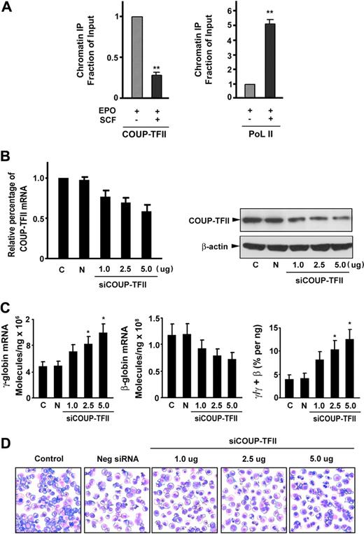 Figure 3. SCF suppresses COUP-TFII binding to the γ-globin promoter and knockdown of endogenous COUP-TFII induces γ-globin expression in erythroblasts. (A) Antibodies against COUP-TFII and RNA polymerase II (PoL II) were used to immunoprecipitate chromatin. Precipitated DNA was amplified and quantitated by real-time PCR with primers flanking the γ-globin gene promoter. Results are expressed as relative proportions of immunoprecipitated DNA (ratios of immunoprecipitated versus input DNA) normalized to the ratio obtained for the γ-globin promoter in unstimulated cells (arbitrarily set at 1). (B) Effect of different doses of silencing COUP-TFII mRNA or protein levels was evaluated by quantitative RT-PCR or immunoblot analysis on day 12 cultured cells after transiently transfected with either COUP-TFII or control non–targeting siRNA by Amaxa electroporation. (C) Quantitative RT-PCR analysis of γ-, β-globin mRNA levels, and the ratio of γ/(γ + β) globin percentages in negative control or knockdown COUP-TFII (different doses) cells. (D) Representative fields of Giemsa-stained erythroid cell at day 12 after knockdown of COUP-TFII at different doses. Results are shown as mean ± SD from 3 independent donors that were analyzed in separate experiments. *P < .05 versus negative control siRNA.