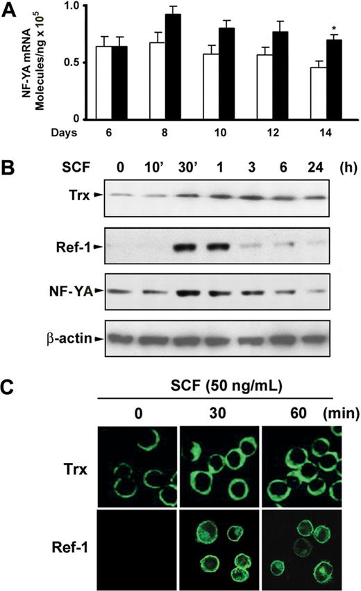 Figure 4. Expression of NF-YA in response to SCF during erythroid differentiation. (A) Quantitative real-time PCR was performed to determine NF-YA expression levels for the indicated days after CD34+ cells were added with SCF (50 ng/mL) from day 6 to day 14. Results are shown as mean ± SD from 3 different donors. *P < .05 versus unstimulated cells. (B) CD34+ cells grown in EPO-containing medium for 6 days were incubated with SCF (50 ng/mL) for the indicated times, and whole cell lysates (30 μg) were analyzed by immunoblot with thioredoxin (Trx), Ref-1, or NF-YA antibodies. The lowest panel shows the same blot stripped and reprobed with anti–β-actin antibody to confirm that similar amounts of protein extracts were analyzed in each lane. (C) Immunofluorescence analysis of Trx and Ref-1 localization after cells grown in EPO-containing medium for 6 days were stimulated with SCF (50 ng/mL) for the indicated times. Representative immunoblots from 3 independent experiments are shown.