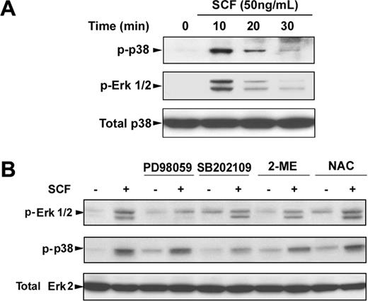 Figure 6. SCF-induced activation of Erk1/2 and p38 MAPK. CD34+ cells were cultured in EPO-containing medium for 6 days before the addition of SCF. (A) Cells were incubated with SCF (50 ng/mL) for the indicated times, and whole cell lysates (30 μg) were analyzed by immunoblot for phosphorylation of Erk1/2 and p38. The lowest panel shows the same blot stripped and reprobed with total p38 antibody to confirm that similar amounts of protein extracts were analyzed in each lane. (B) Cells were stimulated with SCF (50 ng/mL) for 10 minutes with and without preincubation with PD98059 (20 μM), SB202109 (5 μM), 2-ME (500 μM), or NAC (100 μM) for 30 minutes, and whole cell lysates were analyzed by immunoblot for phosphorylation of Erk1/2 and p38. The lowest panel shows the same blot stripped and reprobed with total Erk2 antibody to confirm that similar amounts of protein extracts were analyzed in each lane. Representative immunoblots from 3 independent experiments are shown.