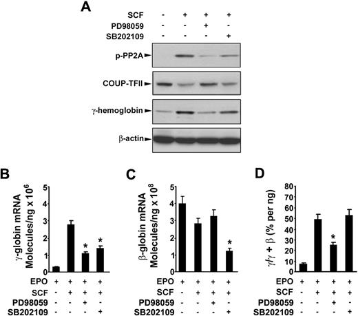 Figure 7. SCF-induced γ-globin reactivation is mediated by activation of Erk1/2 through down-regulation of COUP-TFII. CD34+ cells were cultured with or without SCF (50 ng/mL) in the presence or absence of the indicated inhibitors from day 6 to day 14. On day 14, whole cell lysates (30 μg) were analyzed by immunoblot for phosphorylation of PP2A, COUP-TFII, γ-hemoglobin, and β-actin (A), total RNA was analyzed by quantitative real-time PCR to determine the expression of γ-globin mRNA level (B), the expression of β-globin mRNA level (C), the ratios of γ/(γ + β) globin percentages (D). Results are shown as mean ± SD from 3 independent donors that were analyzed in separate experiments. *P < .05 versus SCF-stimulated cells.