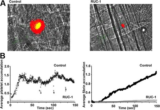 Figure 5. RUC-1 protects hαIIb/mβ3 mice from cremaster arteriole thrombus formation. Mice expressing hαIIb/mβ3 were injected with DMSO (control) or RUC-1 (26.5 mg/kg) intraperitoneally 25 to 30 minutes before laser injury. Five minutes before injury, mice were injected intravenously with antibodies to GPIbβ (green) or fibrin (red). (A) Images were obtained 2.5 minutes after surgery. The videos for DMSO and RUC-1 are available as supplemental Video 1 and supplemental Video 2, respectively. (B) Average platelet (left) and fibrin accumulation (right) for the 9 injuries (3 mice per arm with 3 injuries per mouse).