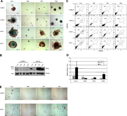Figure 1. Formation of hematopoietic progenitors from day 14 EBs derived from control and Scl ESCs. (A) Control and Scl ESCs cultured in methylcellulose medium supplemented with hematopoietic cytokines (stem cell factor, interleukin-1, interleukin-3, granulocyte-macrophage colony-stimulating factor, erythropoietin) in the absence of leukemia inhibiting factor. Scale bar represents 150 μm. (B) Immunoblot analysis of total protein extracts prepared from day 14 EBs derived from wild-type and Scl ESC clones. (Top panel) Immunoblotting with probe targeting hemoglobin-α antigen (1:1000). (Bottom panel) Immunoblotting with probe targeting β-actin antigen (1:10 000). Lanes 2 and 6 (TD0) were spliced from another blot because of the extremely low yield of EBs from TD0 ESCs. The results are consistent from separate experiments. (C) Representative histograms of flow cytometric analyses on 2 clones from wild-type ESCs and 2 clones from Scl ESCs. CD45 marker was analyzed by the FL4 channel (y-axis), and CD11b marker was analyzed by the FL2 channel (x-axis). (D) Calculation of the CD45CD11b double-positive cell populations from each clone. All cell preparations were done in duplicates, and each cell population was averaged from 2 separate experiments. Error bars represent 1 SD. (E) CD11b immunostaining on single-cell suspensions prepared from day 11 EBs with or without tet treatment. Single cells prepared from both control (top panel) and Scl EBs (bottom panel) were stained with CD11b antibody, a marker for myeloid progenitors/macrophages. A high number of CD11b+ cells was seen from untreated EBs (wild-type and Scl) and day 4 tet-treated Scl EBs. Scale bar represents 100 μm. CAPP indicates parental vector stably transfected clones (wild-type); Scl, Scl stably transfected clones; Untx, untreated; TD0, tet-treated at day 0; TD2, tet-treated at day 2; TD4, tet-treated at day 4; CAPP-3, CAPP clone 3; Scl-10, Scl clone 10; Hb-α, hemoglobin-α. Both CAPP control and Scl clones are ZHBTc4-derived Oct-4 knockout ESCs with tet-regulated Oct-4 rescue.