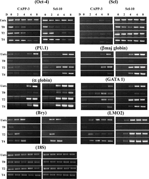 Figure 2. RT-PCR analyses of a time course of mesodermal and hematopoietic gene expression markers in day 0 to day 8 control and Scl EBs. The expression of the indicated genes was analyzed at days 0, 2, 4, 6, and 8 after differentiation induction. EB cultures were either not treated or tet-treated at day 0, day 2, or day 4 after commencement of EB differentiation. Representative PCR data are shown. Each PCR was repeated at least 3 times with cDNA prepared from independent ESC differentiations. Bry indicates Brachyury; Untx, untreated; TD0, tet-treated at day 0; TD2, tet-treated at day 2; TD4, tet-treated at day 4; D, day. Both CAPP control and Scl clones are ZHBTc4-derived Oct-4 knockout ESCs with tet-regulated Oct-4 rescue.