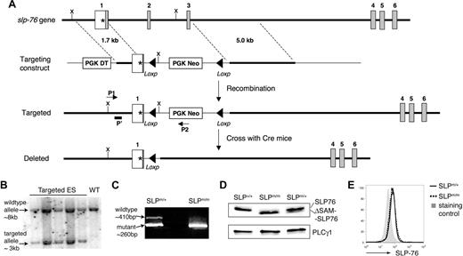 Figure 1. Generation of ΔSAM–SLP-76 knockin mice. (A) Illustration of the ΔSAM–SLP-76 knockin targeting strategy. The first 6 slp-76 exons are indicated. The initiation codon (*) is at exon 1. The SAM domain spans from exons 1 to 4. Part of exon 1, along with exons 2 and 3, is replaced by PGK-Neo, which is later deleted upon crossing with β-actin Cre transgenic mice. ▴, Represent the Loxp sites. P1 and P2 represent PCR primers used for ES clone screening. P′ represents a probe used in Southern blotting analysis to confirm correctly targeted ES clones. X = XbaΙ, the restriction endonuclease used to digest genomic DNA of ES cells for Southern blotting. (B) Southern blotting analysis of genomic DNA from 5 ES cell clones (lanes 1-5) and wild-type ES cells (lane 6). (C) RT-PCR products from SLP-76m/+ and SLP-76m/m thymocytes using 2 primers flanking the deleted region. (D) SLP-76 protein expression. DP thymocytes from SLP-76+/+, SLP-76m/+, and SLP-76m/m littermates were FACS sorted and subsequently lysed. Postnuclear lysates were subjected to Western blotting with anti-SLP-76. Anti-PLC-γ1 blot is used as a loading control. (E) Intracellular staining of SLP-76 in CD4+ splenic T cells from SLP-76m/+ (solid line) and SLP-76m/m (dotted line) littermates. The gray area represents staining control using B220+ lymphocytes.