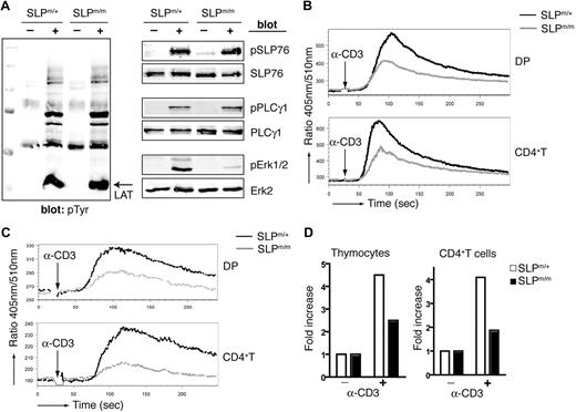 Figure 6. Defective TCR-mediated signaling in ΔSAM–SLP-76 T cells. (A) Purified SLP-76m/+ and SLP-76m/m CD4+ T cells were stimulated for 2 minutes by anti-CD3 cross-linking. Postnuclear lysates were analyzed by Western blotting with anti-pTyr, pSLP-76, pPLC-γ1, and pERK1/2 antibodies. SLP-76, PLC-γ, and ERK2 blots are shown as loading controls. (B-C) DP thymocytes and CD4+ splenic T cells from SLP-76m/+ and SLP-76m/m mice were loaded with Indo-1 and then stimulated by anti-CD3 cross-linking without (B) or with (C) the presence of 5 mM EGTA. Calcium concentration was monitored by flow cytometry and represented as the ratio of fluorescence at 405 nm and 510 nm. (D) Total thymocytes (left) and purified CD4+ T cells (right) from SLP-76m/+ and SLP-76m/m mice were stimulated for 2 minutes by anti-CD3 cross-linking. IP3 was extracted, and IP3 levels were measured.