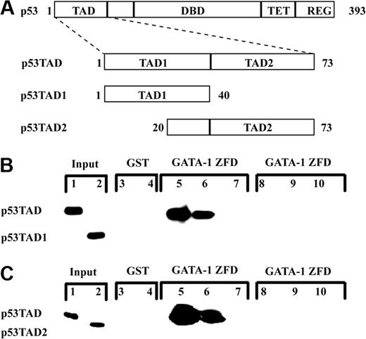 Figure 1. The full-length p53TAD binds to the zinc-finger domains of GATA-1 in an in vitro pulldown assay. (A) Schematic of the TAD of p53 demonstrating position of the full-length p53TAD and the location of the 2 independent subdomains: p53TAD1 and p53TAD2. (B) Binding of p53TAD and p53TAD1 to GST-GATA-1 ZFD (GATA-1199-317). Various concentrations (1.0, 0.1, and 0.01 μM) of p53TAD (lanes 5-7) and p53TAD1 (lanes 8-10) were incubated with 1 μM GST-GATA-1 ZFD. In the GST lanes, 1 μM purified p53TAD (lane 3) and p53TAD1 (lane 4) was incubated with 1 μM GST as a control. The input lanes are p53TAD (lane 1) and p53TAD1 (lane 2) at 0.5%. Bound protein was detected with an anti-p53 antibody DO-1. (C) Binding of p53TAD and p53TAD2 to GATA-1 ZFD. Various concentrations (1.0, 0.1, and 0.01 μM) of p53TAD (lanes 5-7) and p53TAD2 (lanes 8-10) were incubated with 1 μM GST-GATA-1 ZFD. In the GST lanes, 1 μM purified p53TAD (lane 3) and p53TAD2 (lane 4) was incubated with 1 μM GST as a control. The input lanes are p53TAD (lane 1) and p53TAD2 (lane 2) at 0.5%. Bound protein was detected with an anti-p53 antibody Pab 1801.