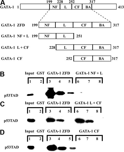 Figure 2. The linker region, the carboxyl-terminal zinc finger, and the basic arm of GATA-1 are sufficient for binding p53TAD in an in vitro pulldown assay. (A) Schematic of GATA-1 highlighting the zinc-finger domains (GATA-1 ZFD) and the various deletion mutants of GATA-1 ZFD used as GST fusion proteins. (B) Comparative binding of GST-GATA-1 ZFD and GST-GATA-1 NF plus L (GST-GATA-1200-251) to p53TAD. Various concentrations (1.0, 0.1, and 0.01 μM) of p53TAD were incubated with either 1 μM GST-GATA-1 ZFD (lanes 3-5) or GST-GATA-1 NF plus L (lanes 6-8). In the GST lane, 1 μM purified p53TAD was incubated with 1 μM GST as a control (lane 2). The input lane is 0.5% p53TAD (lane 1). (C) Comparative binding of GST-GATA-1 ZFD and GST-GATA-1 L plus CF (GST-GATA-1228-317) to p53TAD. Various concentrations (1.0, 0.1, and 0.01 μM) of p53TAD were incubated with either 1 μM GST-GATA-1 ZFD (lanes 3-5) or GATA-1 L plus CF (lanes 6-8). In the GST lane, 1 μM purified p53TAD was incubated with 1 μM GST as a control (lane 2). The input lane is 0.5% p53TAD (lane 1). (D) Comparative binding of GST-GATA-1 ZFD and GST-GATA-1 CF (GST-GATA-1252-317) to p53TAD. Various concentrations (1.0, 0.1, and 0.01 μM) of p53TAD were incubated with either 1 μM GST-GATA-1 ZFD (lanes 3-5) or GATA-1 CF plus BA (lanes 6-8). In the GST lane, 1 μM purified p53TAD was incubated with 1 μM GST as a control (lane 2). The input lane is 0.5% p53TAD (lane 1). In all experiments, bound protein was detected with an anti-p53 antibody DO-1.