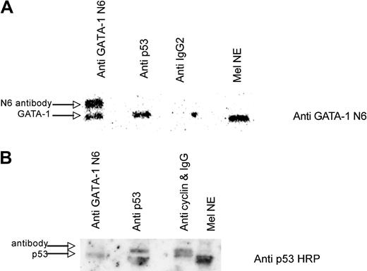 Figure 3. GATA-1 and p53 interact in vitro in MEL cell extract. (A) A total of 320 μg of MEL nuclear extract was incubated with the following: lane 1, 4 μL of anti-GATA-1 N6 and 1 μL of anti-rat IgG2a; lane 2, 4 μL of anti-p53 (PAB 240) and 1 μL of anti-mouse IgG; lane 3, 5 μL of anti-rat IgG2 for 1.5 hours at 4°C with rotation and 40 μL of protein G plus agarose was added with 4 additional hours of rotation at 4°C; lane 4, MEL nuclear extract. A Western blot is shown using GATA-1 N6 antibody. (B) Lane 1, 8 μL of anti-GATA-1 N6 and 1 μL of anti-rat IgG2a; lane 2, 8 μL of anti-p53 (PAB 246) and 1 μL of anti-mouse IgG; lane 3, 8 μL of anti-cyclin B1 (GNS1) and 1 μL of anti-mouse IgG for 1.5 hours at 4°C with rotation, and 40 μL of protein G plus agarose was added with 4 more hours of rotation at 4°C; lane 4, MEL nuclear extract. A Western blot with HRP-conjugated anti-p53 is shown.