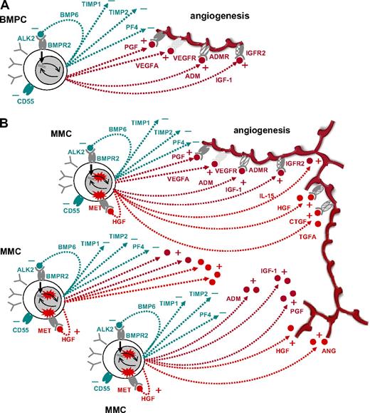 Figure 5. Schematic representation of findings. (A) Interaction of normal BMPCs that produce proangiogenic (dark red) and antiangiogenic (dark green) factors, respectively. At a normal ratio, angiogenesis is restricted to the surrounding of BMPCs. (B) By proliferation and increasing number, aberrant as well as normal BMPC factors accumulate in the bone marrow microenvironment, inducing widespread angiogenesis.