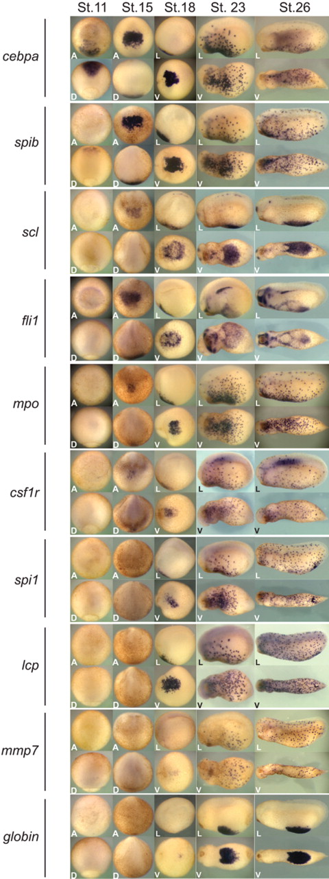 Figure 1. Expression pattern of hematopoietic genes in X tropicalis. Whole-mount in situ hybridization analysis of cebpa, spib, scl, fli1, mpo, csfr1, spi1, lcp, mmp7, and globin at stage 12, 15, 18, 23, and 26. Expression of cebpa was first detected at stage 12 in dorsal anterior mesoderm (and see supplemental Figure 1). From stage 15 until the end of neurulation, cebpa was expressed in the aVBI. Shortly after, cebpa-positive cells showed a punctate pattern throughout the embryo. A indicates anterior view; D, dorsal view; L, lateral view (anterior is to the left and dorsal to the top); and V, ventral view (anterior is to the left).