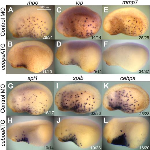 Figure 2. cebpa loss-of-function phenotype. X tropicalis embryos injected with control MO (10 ng; A, C, E, G, I, K) or cebpaATG MO (10 ng; B, D, F, H, J, L), fixed at stage 23 and analyzed by whole mount in situ hybridization for the myeloid markers mpo (A, B), lcp (C, D), mmp7 (E, F), spi1 (G, H), spib (I, J), and cebpa (K, L). All images are lateral views, anterior to the left. The ratio of embryos showing the phenotype is shown in the bottom right corner of each image.