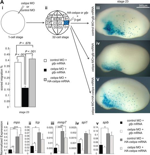 Figure 3. HA-cebpa mRNA rescued cebpa loss-of-function phenotype. (A) X tropicalis embryos injected with cebpaATG or control MO at one-cell stage (i) were allowed to develop to the 32-cell stage (ii), and then coinjected with HA-cebpa mRNA or eGFP mRNA and X-gal tracer mRNA into the 2 C1 blastomeres, which are fated to give rise to the aVBI. The embryos were fixed at stage 23 and stained for X-gal (iii-v) to assess the migration of the injected cells. (B) The extent of migration of X-gal+ cells was scored by placing a grid over the embryos and determining the percentage of the total area of each embryo that contained X-gal+ cells. Error bars represent SEM of 10 embryos. Statistical ANOVA was done using the SPSS software package. Compared with the control MO-injected embryos, the cebpaATG-injected morphants showed a significantly reduced extent of migration (P < .001), which was rescued by HA-cebpa mRNA to a level similar to that seen in the control embryos (P = .678). (C) Real-time PCR analysis on embryos at stage 23 injected with cebpaATG or control MO, coinjected with HA-cebpa mRNA or eGFP mRNA. Primitive myeloid markers mpo, lcp, mmp7, and spi1 were significantly reduced by cebpaATG MO (i-iv) and were rescued to normal or even higher levels by HA-cebpa. Expression levels were normalized relative to rpl8. Error bars represent SEM of 4 independent experiments. Statistical ANOVA was done using the SPSS software package. The experimental conditions that showed a significant difference in expression level relative to the control MO + gfp mRNA-injected embryos are labeled as *P < .05, **P < .01, or ***P < .001.